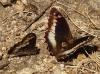 Hipparchia sp.